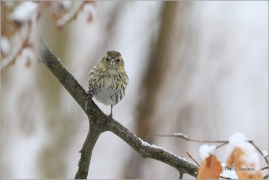 <p>ČÍŽEK LESNÍ (Carduelis spinus) ------- /Eurasian siskin - Erlenzeisig/</p>